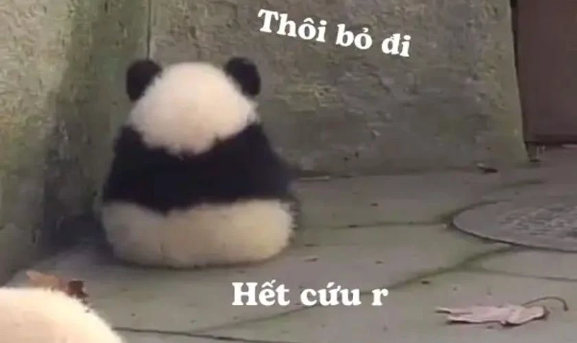 Ảnh meme hết cứu hài, độc đáo, đẹp nhất 2025
