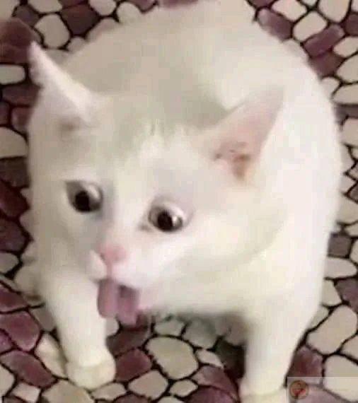 Meme mèo mắc ói