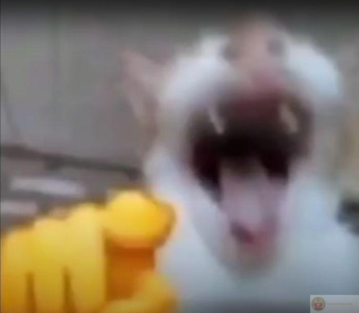Meme chỉ tay