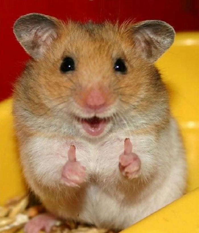 Chuột hamster hay like giơ hai tay ủng hộ đáng yêu