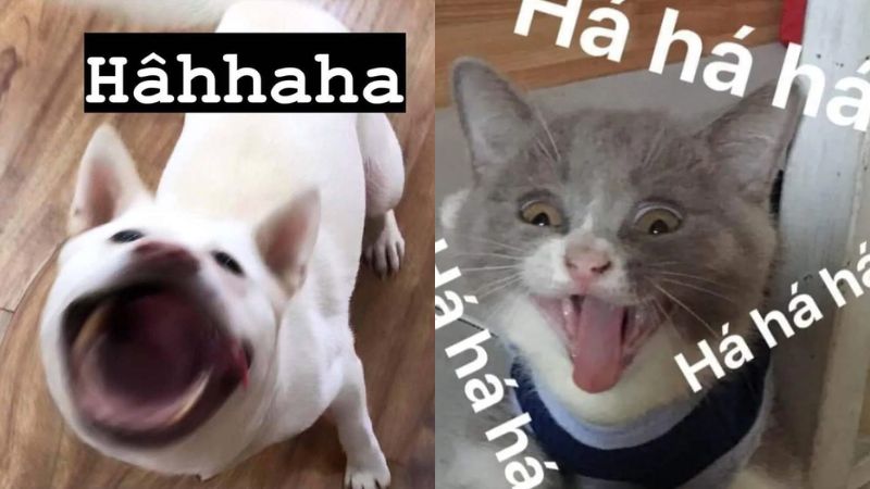 anh-meme-hai-40