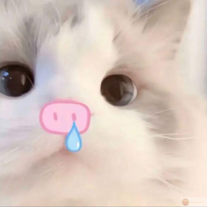 Meme mèo cute