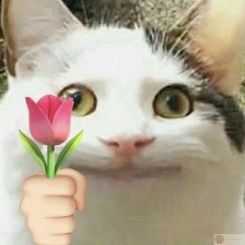 Meme mèo đấm
