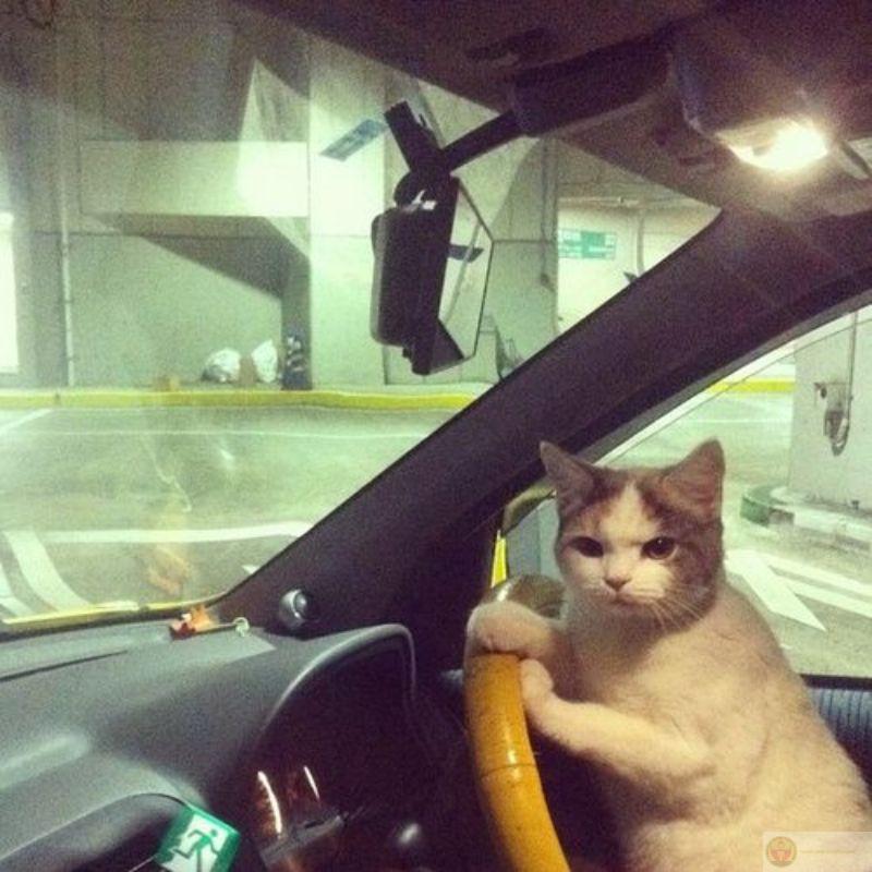 Cat meme đang lái xe