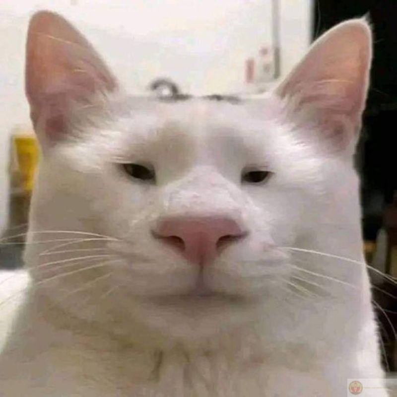 Meme mèo ok