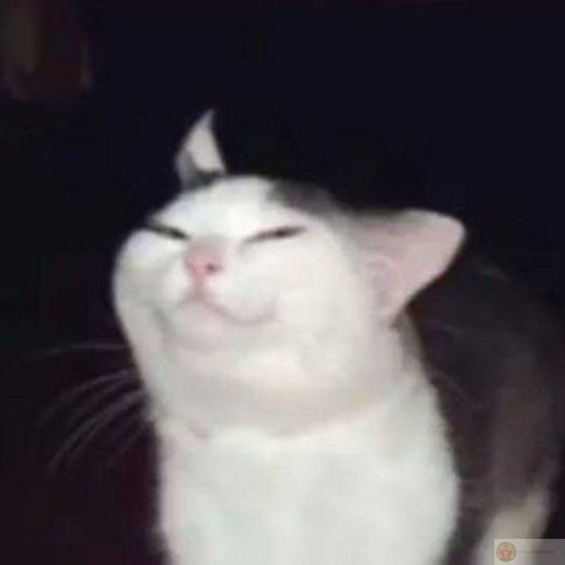 Meme mèo cố lên