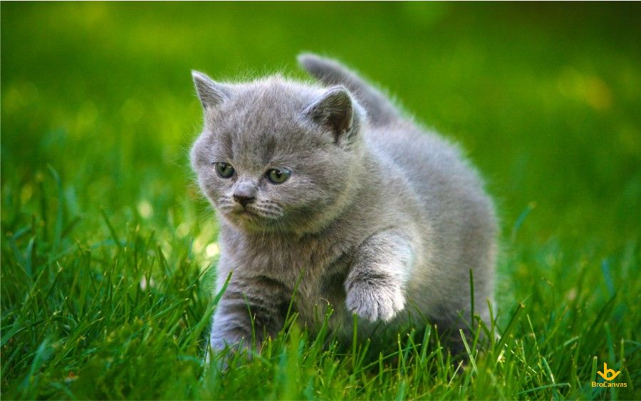 Hình ảnh Chú Mèo Anh Lông Ngắn đi Bộ Trên Cỏ