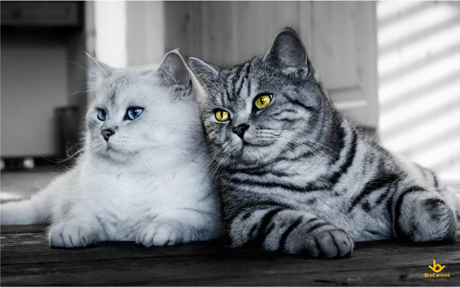 Hình ảnh đôi Mèo Hạnh Phúc