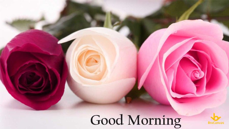 Hình ảnh Chào Buổi Sáng 3 đáo Hoa Hồng