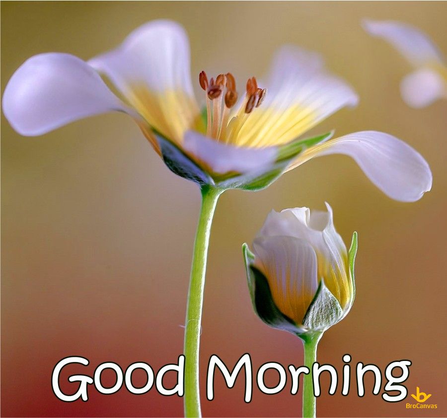 Hình ảnh Hoa Good Morning