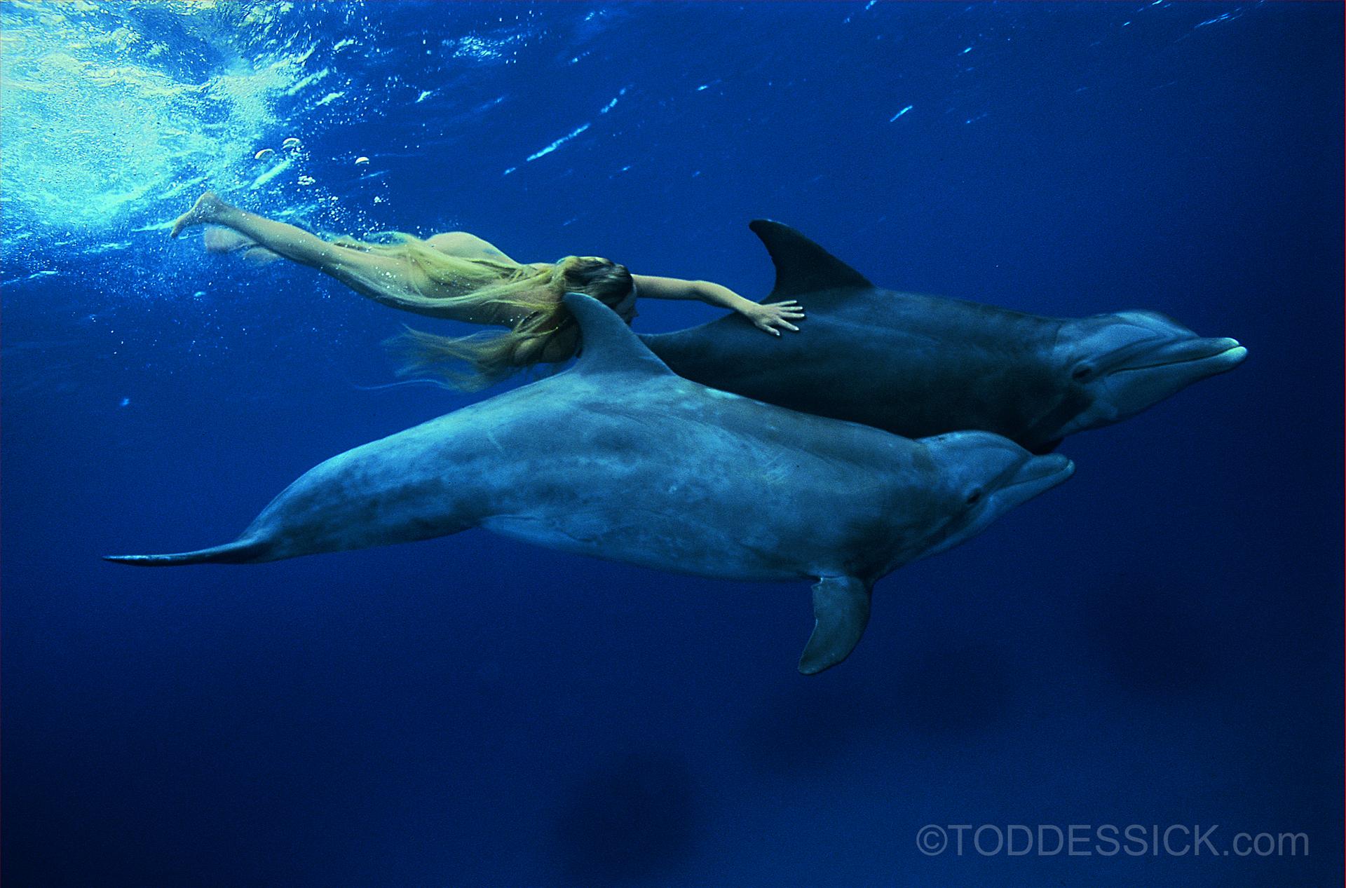 dolphinawithdolphins