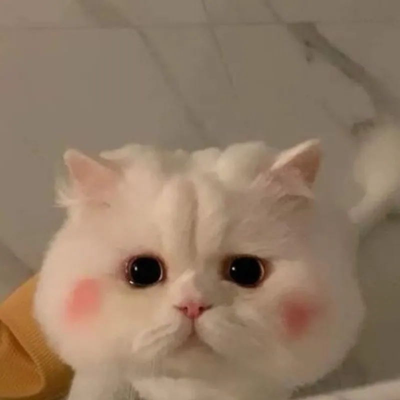 Ảnh Avatar Mèo Cute: Bộ Sưu Tập Toàn Diện Và Phân Tích Ý Nghĩa