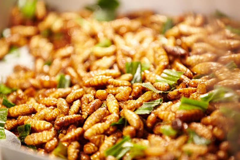 Black Soldier Fly Larvae – The Future of Pet Food?