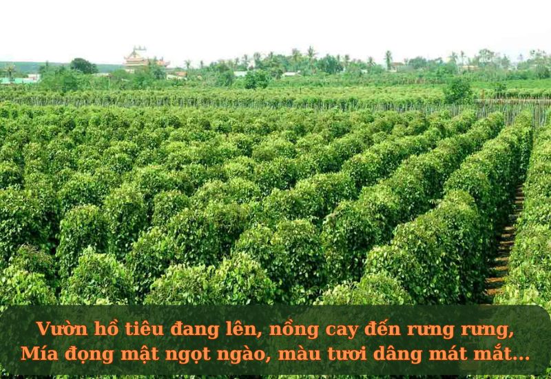 ca dao tây ninh