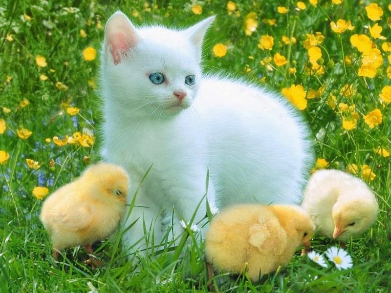 ĐĂNG NHẬP TÀI KHOẢN ỨNG VIÊN
