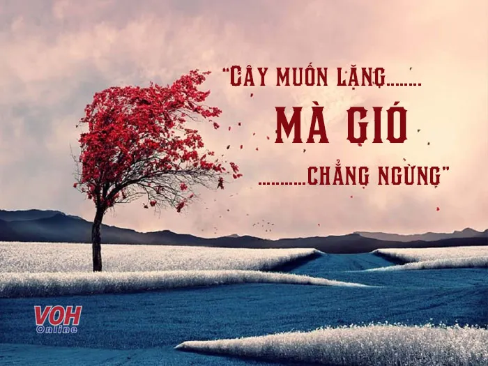 Ý nghĩa câu nói "Cây muốn lặng mà gió chẳng ngừng" là gì?