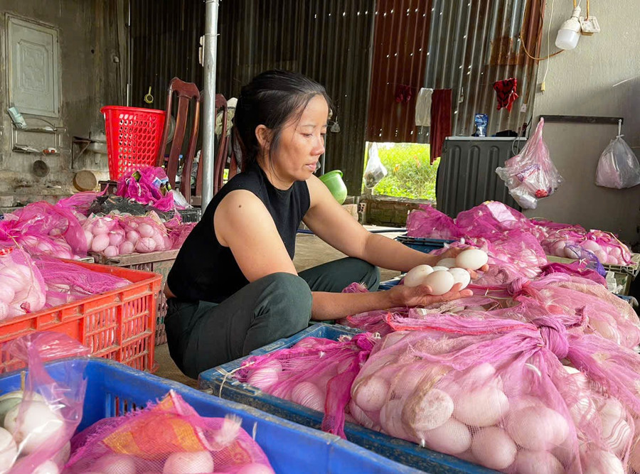 Trứng vịt thả đồng trở thành sản phẩm OCOP - Chăn nuôi Việt Nam