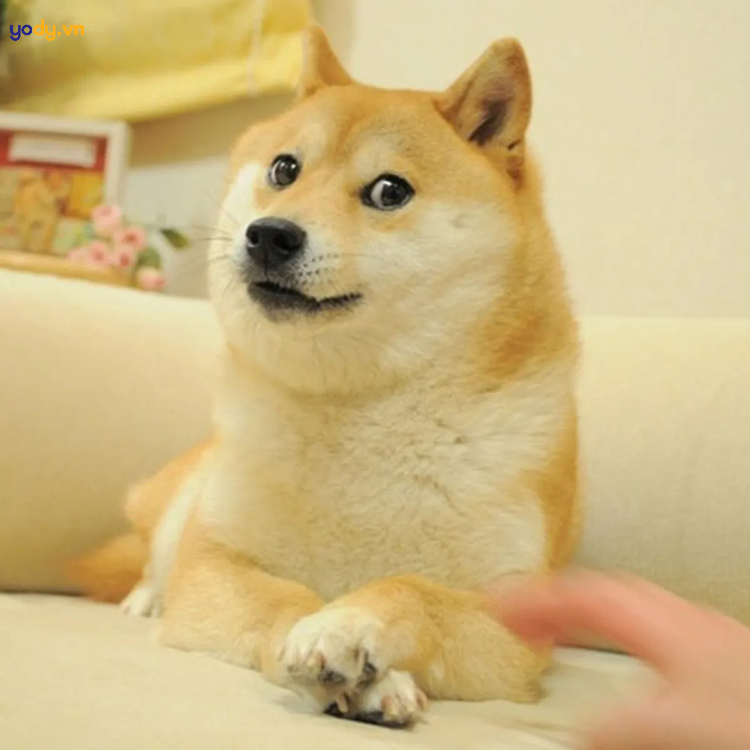 Ý nghĩa của meme Cheems