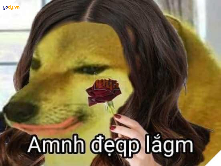 Ảnh Meme Cheems vui nhộn