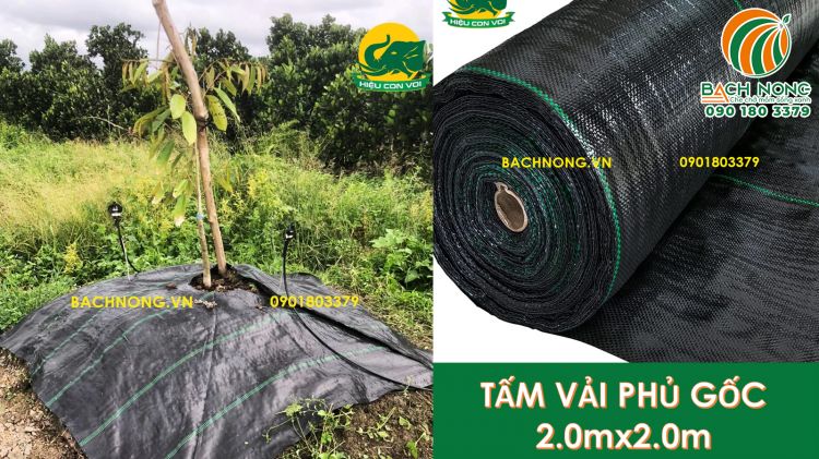 Tấm bạt phủ gốc sầu riêng giúp giữ ẩm đất và ngăn cỏ cạnh tranh phân bón