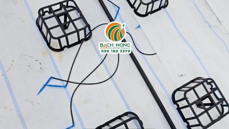 Sử dụng bạt phủ cỏ màu trắng trãi nền cho nhà kính công nghệ cao