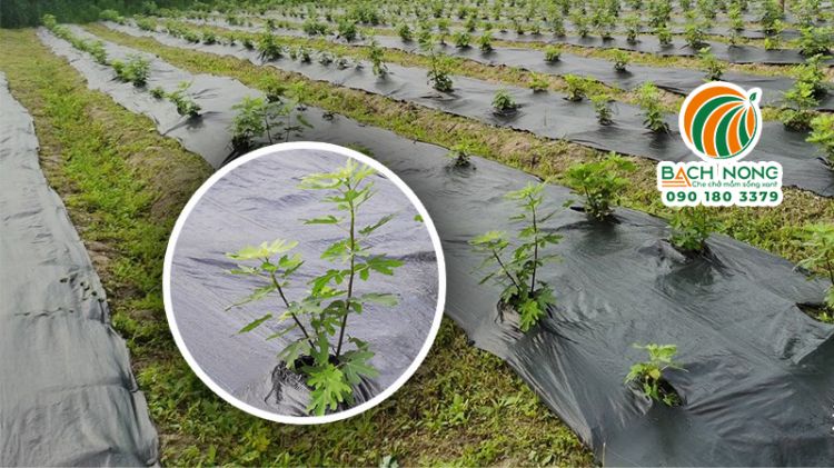 Bạt phủ cỏ chống mọc tận gốc & Thấm nước
