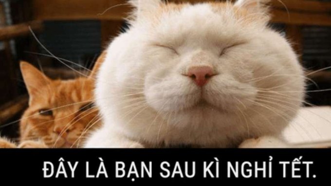 Meme Tết
