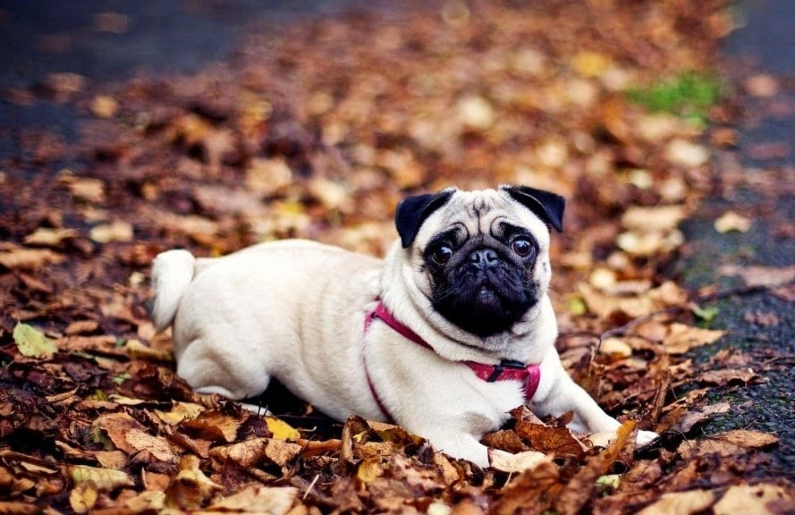 Chó dễ thương nhất - Pug mặt xệ