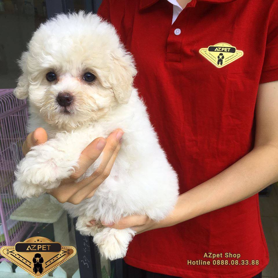 Chó dễ thương nhất - Poodle