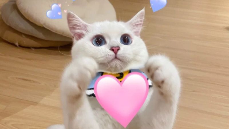 anh-meme-meo-5