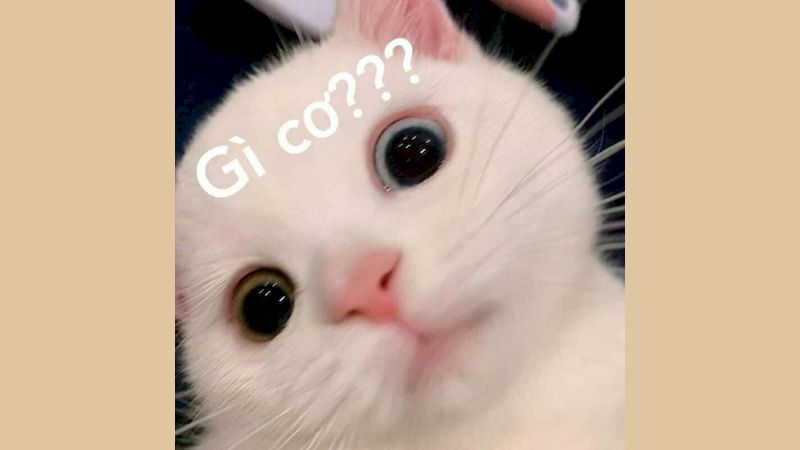 anh-meme-meo-17