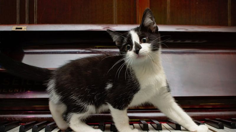 anh-meme-meo-18