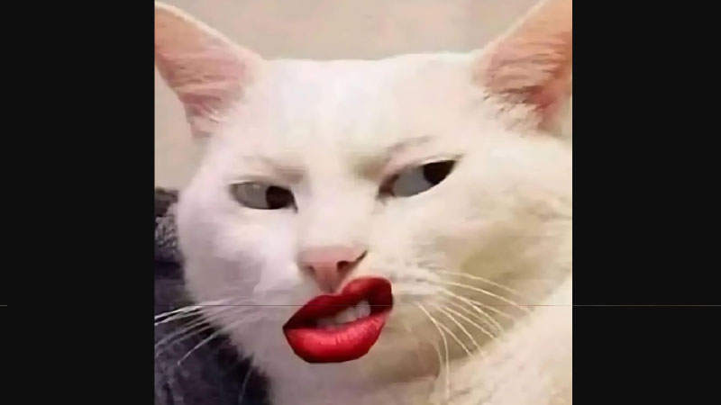 anh-meme-meo-20