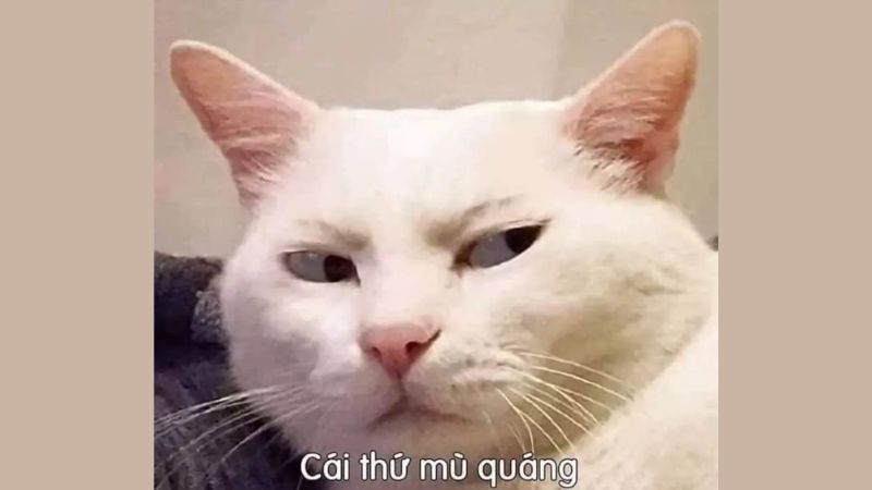 Tổng Hợp 1001+ Ảnh Meme Con Mèo (Bựa, Cute, Hài Hước Nhất)
