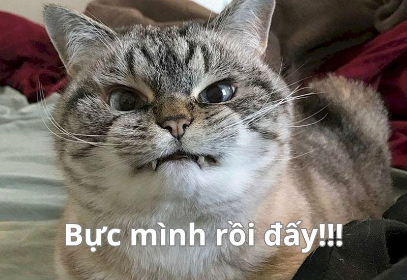 Ảnh meme con mèo dỗi