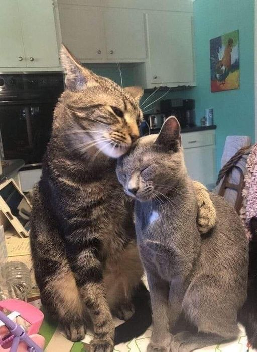 2 Con Mèo Ôm Nhau