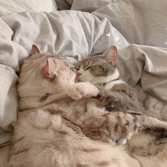 2 Con Mèo Ôm Nhau
