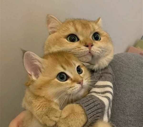 2 Con Mèo Ôm Nhau