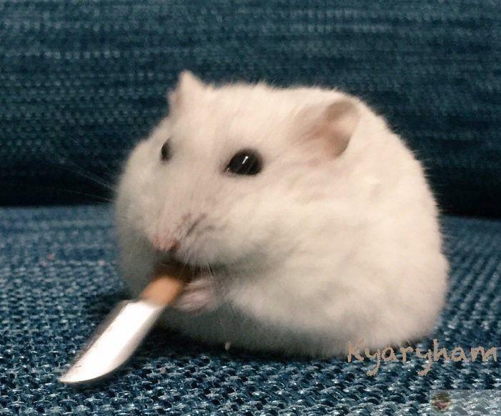 Một hình ảnh hài hước từ hamster đủ làm ngày dài thêm nhiều năng lượng