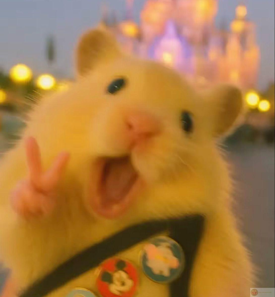 Một chú hamster dễ thương chắc chắn sẽ còn lan tỏa mạnh mẽ về sau