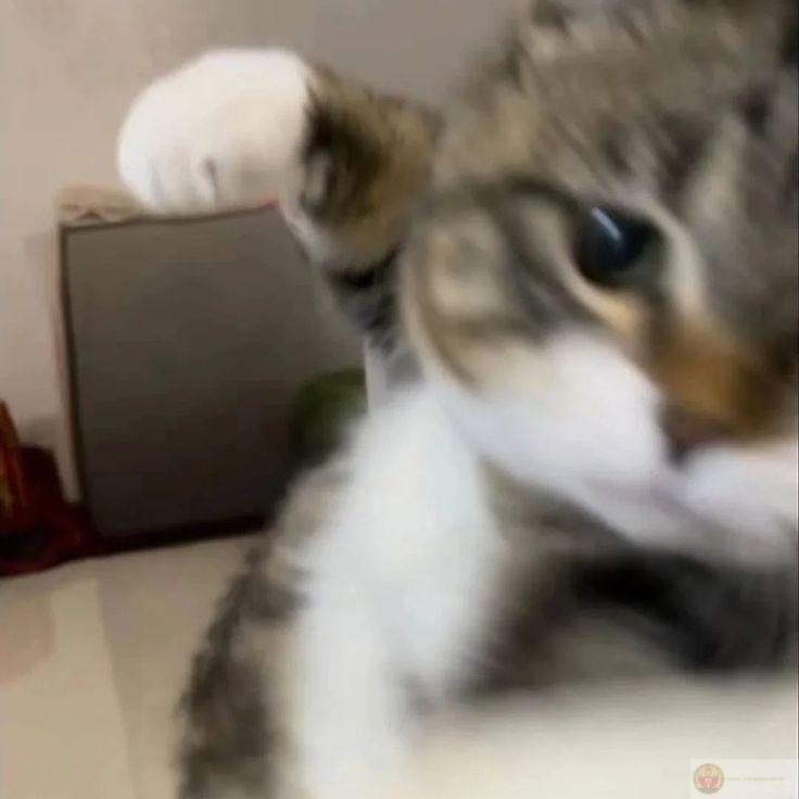 Meme nắm đấm
