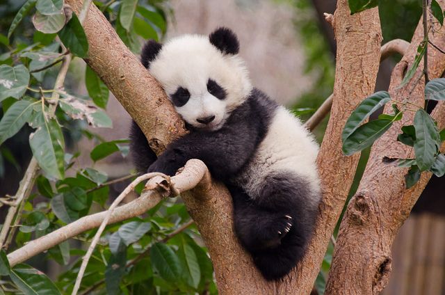 hình nền gấu trúc siêu cute