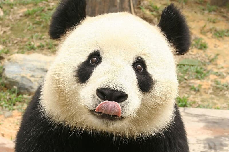 anh-gau-truc-28