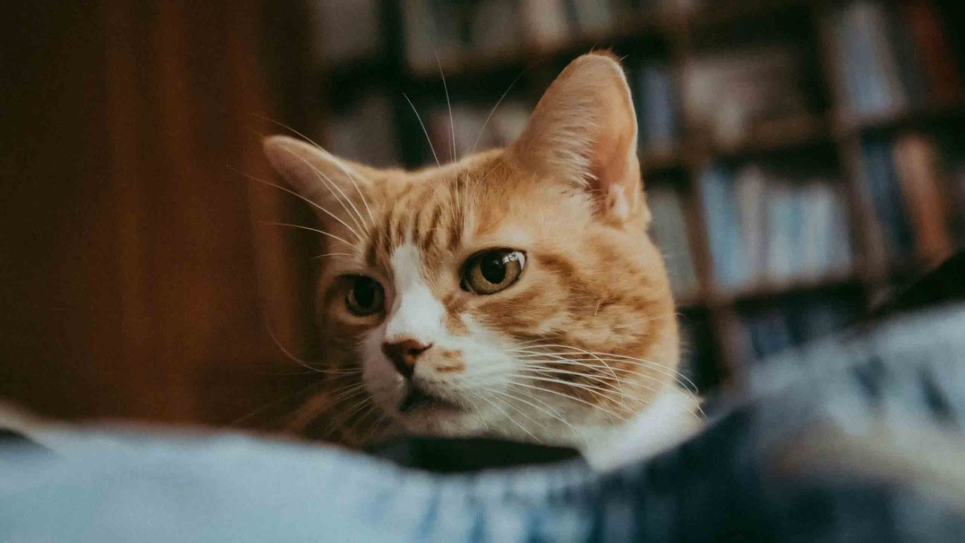 99.000+Ảnh Mèo Buồn, Meme Mèo Buồn 🐈😿🐾, Mèo Cô Đơn, Buồn Khóc, Con Mèo Buồn Cười