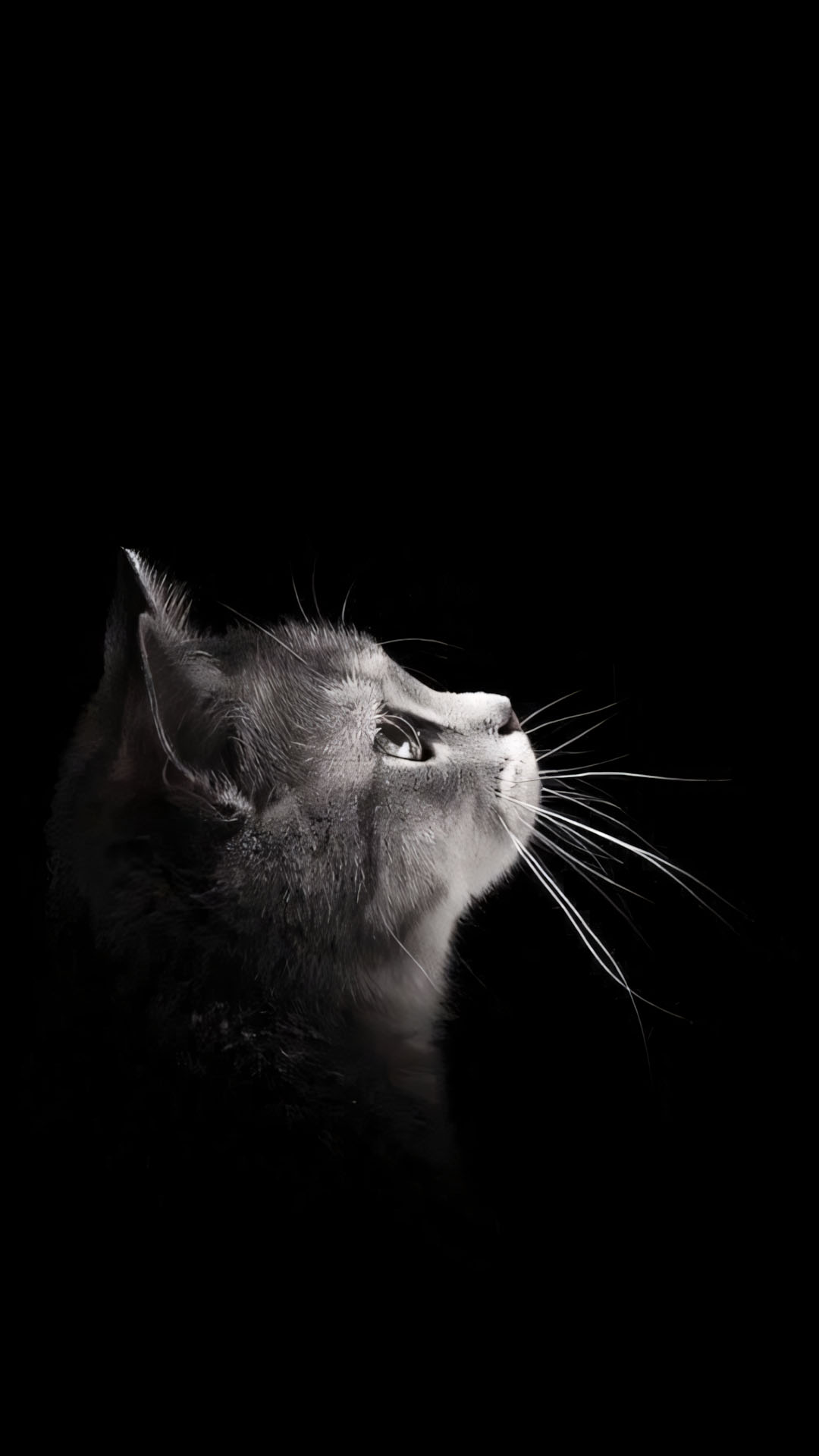anh meo buon co don 1920px 1080px full hd 2