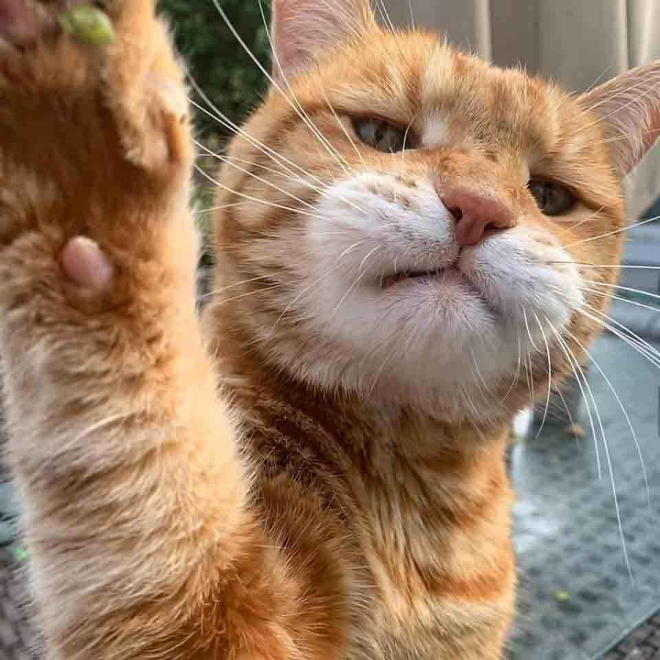 anh con meo buon cuoi 960px 960px avaatar 10