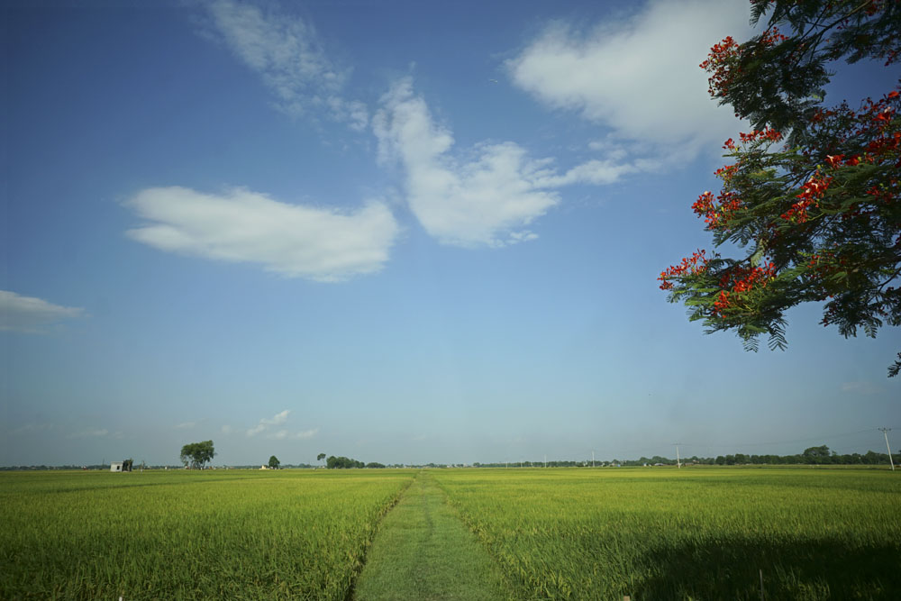 Cảnh đồng quê Việt Nam đẹp