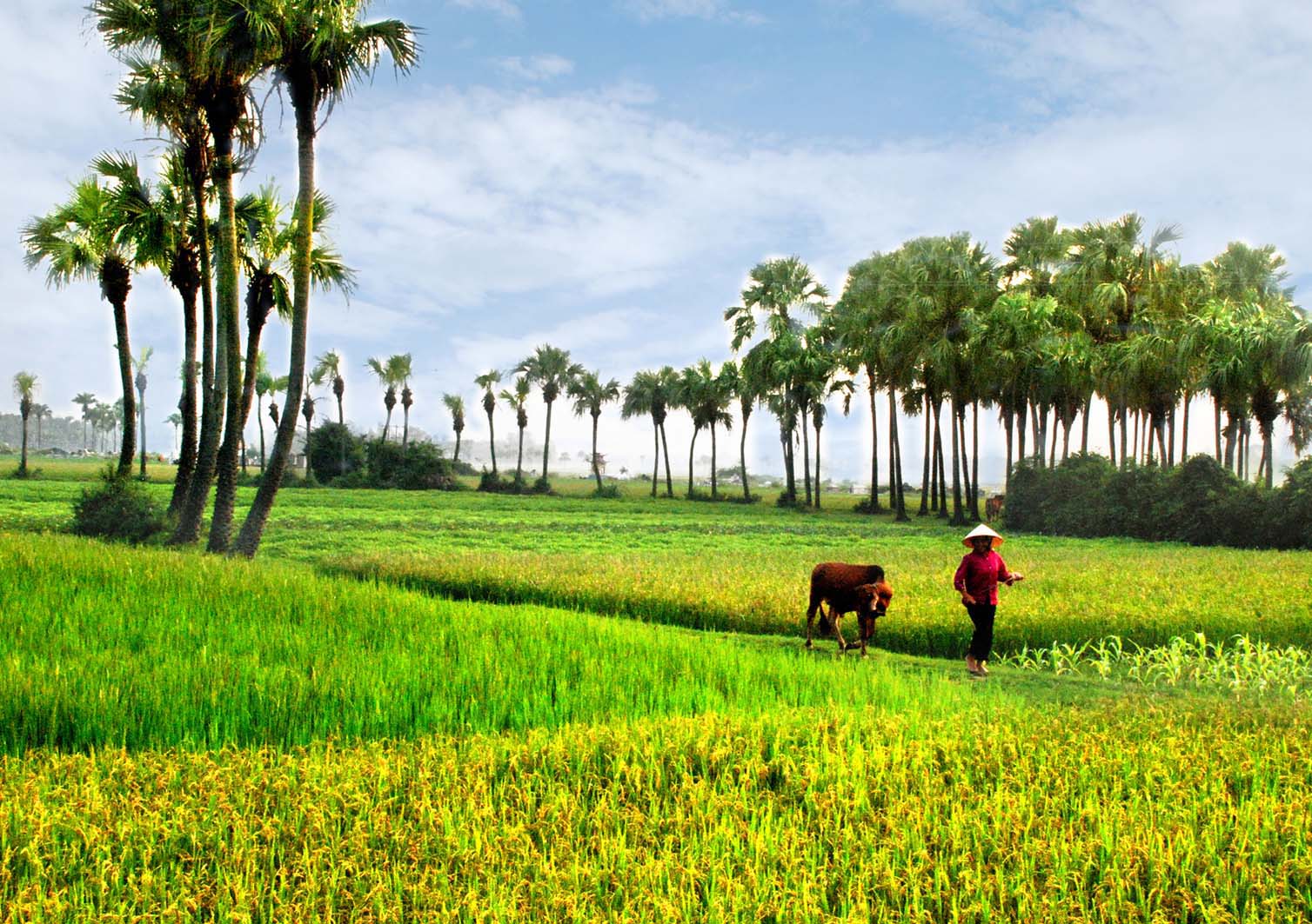 Phong cảnh đồng quê Việt Nam đẹp