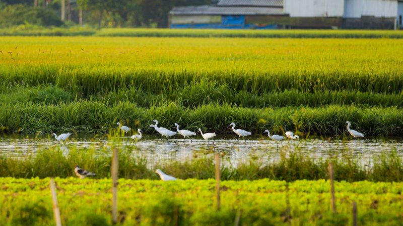 hinh-anh-binh-yen-lang-que-tinh-lang-36