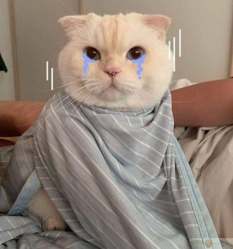 Meme dỗi hài